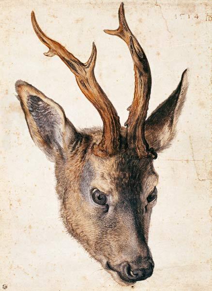 Head of Roe Deer