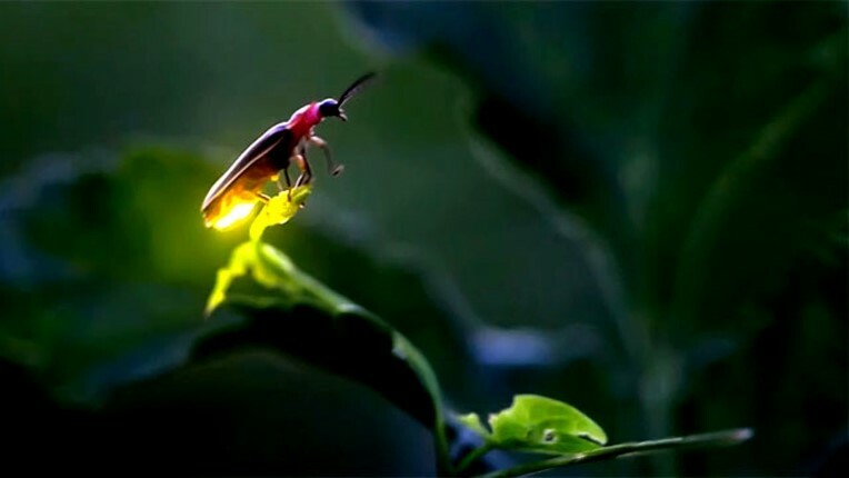 synchronized lightning bugs